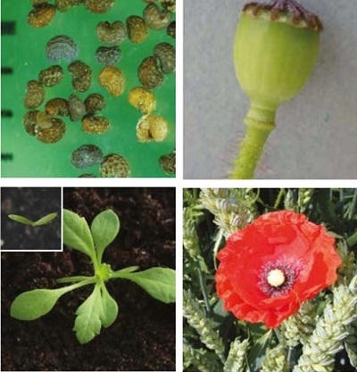 Common poppy at four growth stages